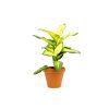 Dieffenbachia Summer Style, průměr 12 cm