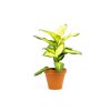 Dieffenbachia Summer Style, průměr 12 cm