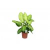 Dieffenbachia White Amazon, průměr 24 cm  Difenbachie, mramornatka