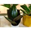Gardners.cz Ficus lifestyle17