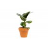 Ficus elastica Sofia, průměr 11 cm  Fíkovník pryžodárný, Fíkovník, Gumovník
