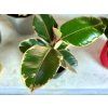 Gardners.cz Ficus lifestyle18
