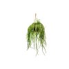 Rhipsalis paradoxa Minor závěs, průměr 21 cm