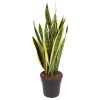 Sansevieria trifasciata Laurentii, průměr 21 cm  Sanseveria, Tchýnin jazyk, Tenura