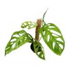 Monstera Adansonii Indonesian Marble, průměr 17 cm  Monstera