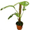 Monstera Adansonii Indonesian Marble, průměr 17 cm  Monstera