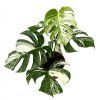 Monstera deliciosa variegata, průměr 21 cm  Monstera skvostná