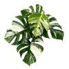 Monstera deliciosa variegata, průměr 21 cm  Monstera skvostná