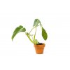35994 philodendron gloriosum prumer 6 cm