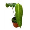 Philodendron Heterocraspedon, průměr 17 cm  Filodendron
