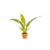 Philodendron narrow Ring of Fire, průměr 6 cm
