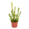 Sarracenia Farnhamii, průměr 9 cm  Špirlice