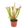 Sarracenia Velvet, průměr 9 cm  Špirlice