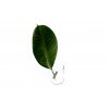 36459 1 ficus elastica robusta rizek k zakoreneni