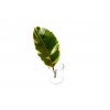 Ficus elastica Tineke - řízek k zakořenění  Fíkovník pryžodárný, Fíkovník, Gumovník