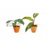 Set rostlin DUO Philodendron White Princess a Pink Princess