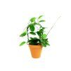 Hoya australis kruh, průměr 12 cm  Hoja, Voskovka