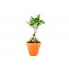 Gardners.cz Ficus microcarpa ginensg 2