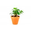 Gardners.cz Ficus microcarpa ginseng 3