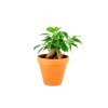Gardners.cz Ficus microcarpa ginseng 3