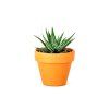 Haworthia mix, průměr 6 cm