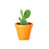 Opuntia, průměr 6 cm