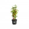 38385 3 obal green basics tomato pot 33 cm cerna