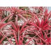 39063 set tillandsie ionantha red s hnojivem v darkovem baleni