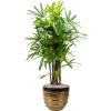 40485 1 rhapis excelsa v obalu beauty substrat vulkastrat prumer 44 cm