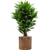 40710 1 dracaena fragrans compacta v obalu cylinder substrat vulkastrat prumer 30 cm