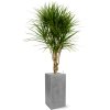 40929 1 dracaena marginata v obalu fiberstone substrat vulkastrat prumer 30 cm