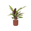 41025 1 calathea insignis v obalu capi nature groove special substrat vulkastrat prumer 23 cm