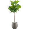 41043 1 ficus lyrata v obalu grigio substrat vulkastrat prumer 42 cm