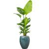41238 1 strelitzia nicolai v obalu laos substrat vulkastrat prumer 44 cm