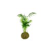 4132 1 kokedama chamaedorea elegans l