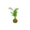 4132 2 kokedama chamaedorea elegans l