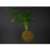 4132 kokedama chamaedorea elegans l