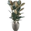 41844 1 ficus elastica abidjan v obalu grigio substrat vulkastrat prumer 40 cm