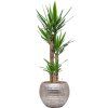 42105 1 yucca elephantipes v obalu baq opus hammered hydroponie prumer 40 cm