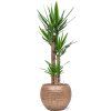 42108 1 yucca elephantipes v obalu baq opus hammered hydroponie prumer 40 cm