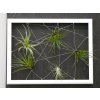 424(1) obraz z zivych rostlin jogin 5 tillandsii 30x40cm bila