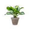 42648 1 aglaonema silver bay v obalu terra cotta substrat vulkastrat prumer 35 cm