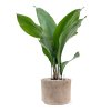 42705 1 aspidistra elatior v obalu terra cotta substrat vulkastrat prumer 20 cm