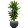 42822 1 dracaena fragrans janet lind v obalu baq raindrop substrat vulkastrat prumer 42 cm