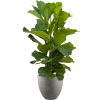 42897 1 ficus lyrata v obalu grigio hydroponie prumer 40 cm
