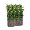 42966 1 philodendron scandens v obalu baq luxe lite universe moon hydroponie prumer 100 cm
