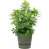 43122 1 schefflera arboricola compacta v obalu greenville substrat vulkastrat prumer 40 cm