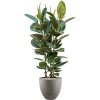 43146 1 ficus elastica robusta v obalu grigio substrat vulkastrat prumer 40 cm