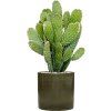 43212 1 opuntia consolea v obalu cylinder substrat vulkastrat prumer 30 cm