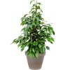 43782 1 ficus benjamina danielle v obalu terra cotta substrat vulkastrat prumer 35 cm